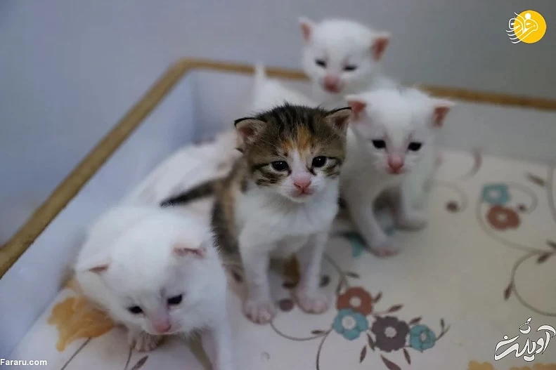 (تصاویر) ویژگیهای منحصربه فرد گربه وان